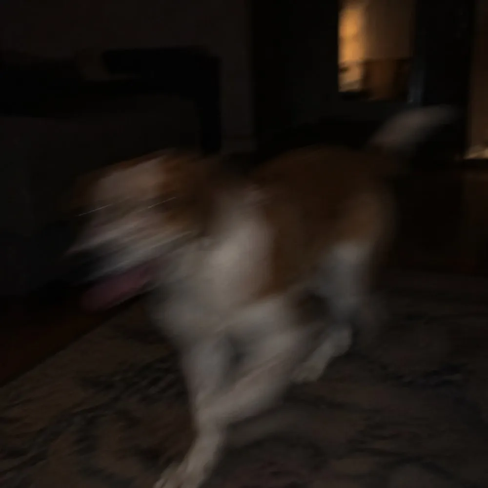 Tamna i mutna fotografija psa u pokretu