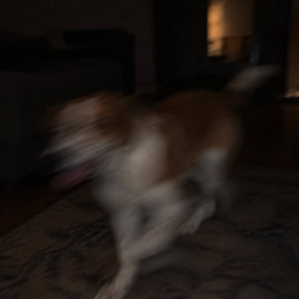 Tamna i mutna fotografija psa u pokretu